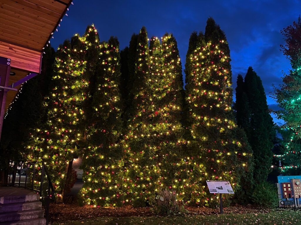 Beautifully lit trees.